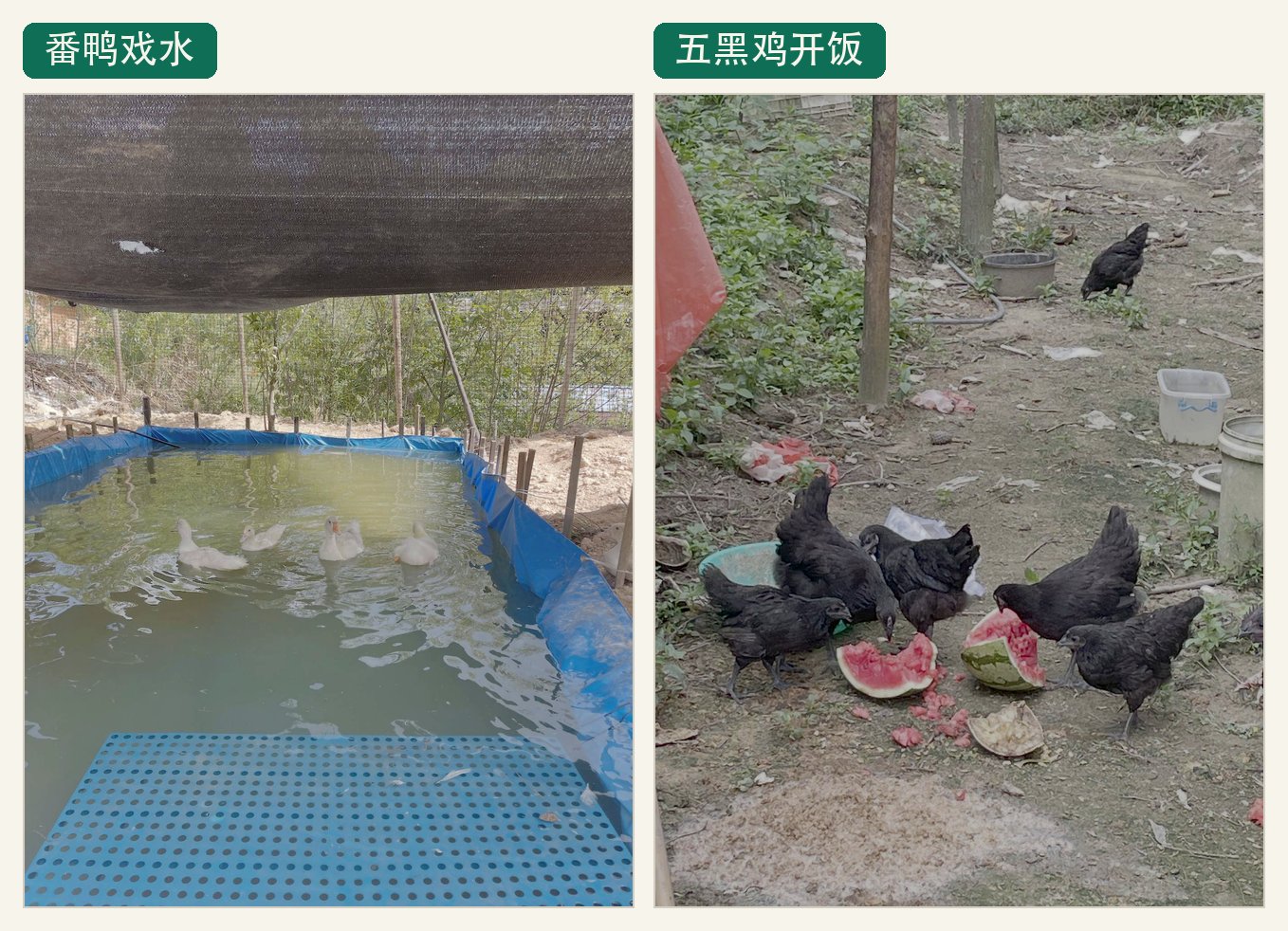 左：番鸭在新水池里戏水；右：五黑鸡围着西瓜皮开饭