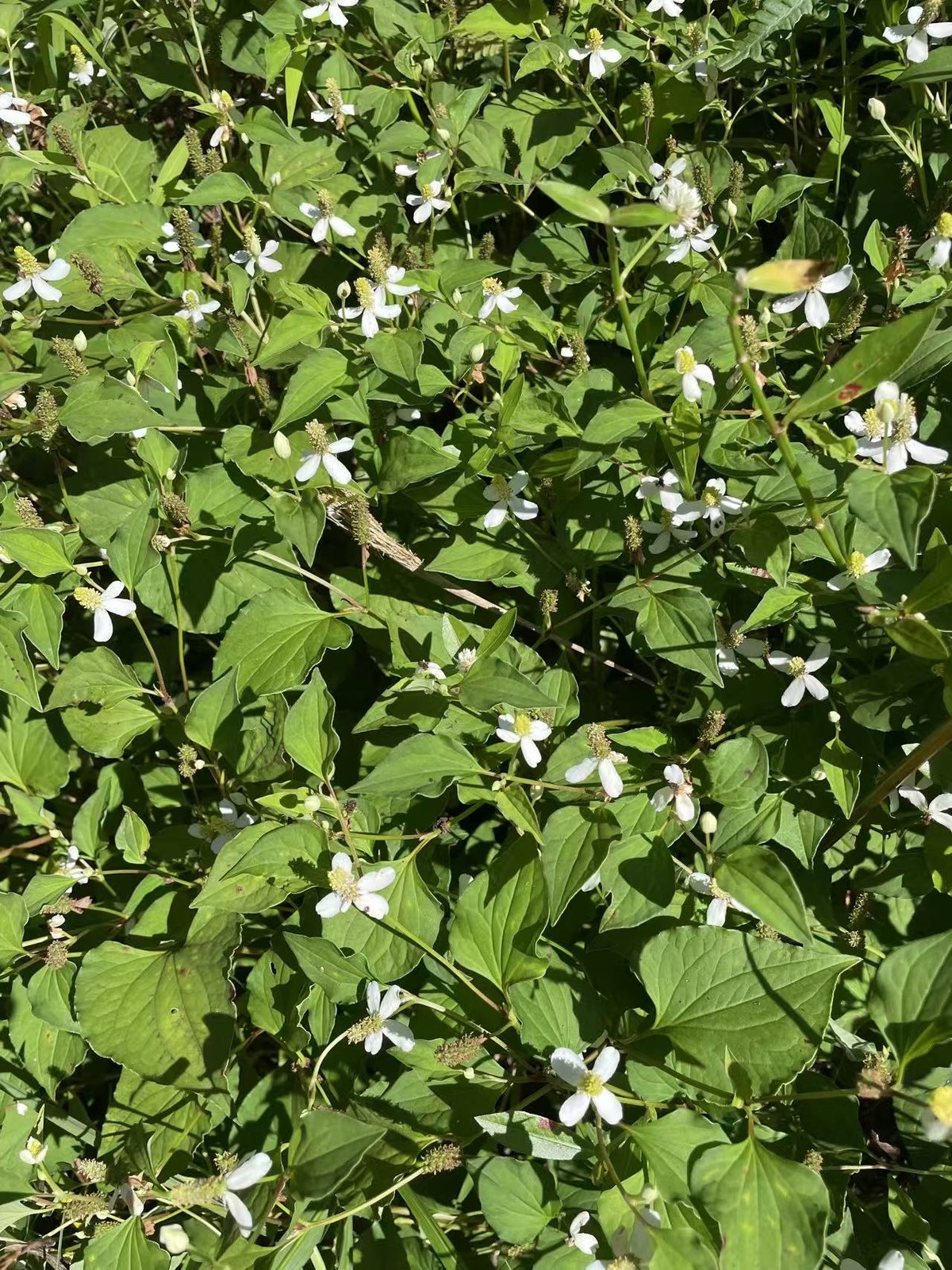鱼腥草田里开花——叶子嫩、水分足的屏南鱼腥草