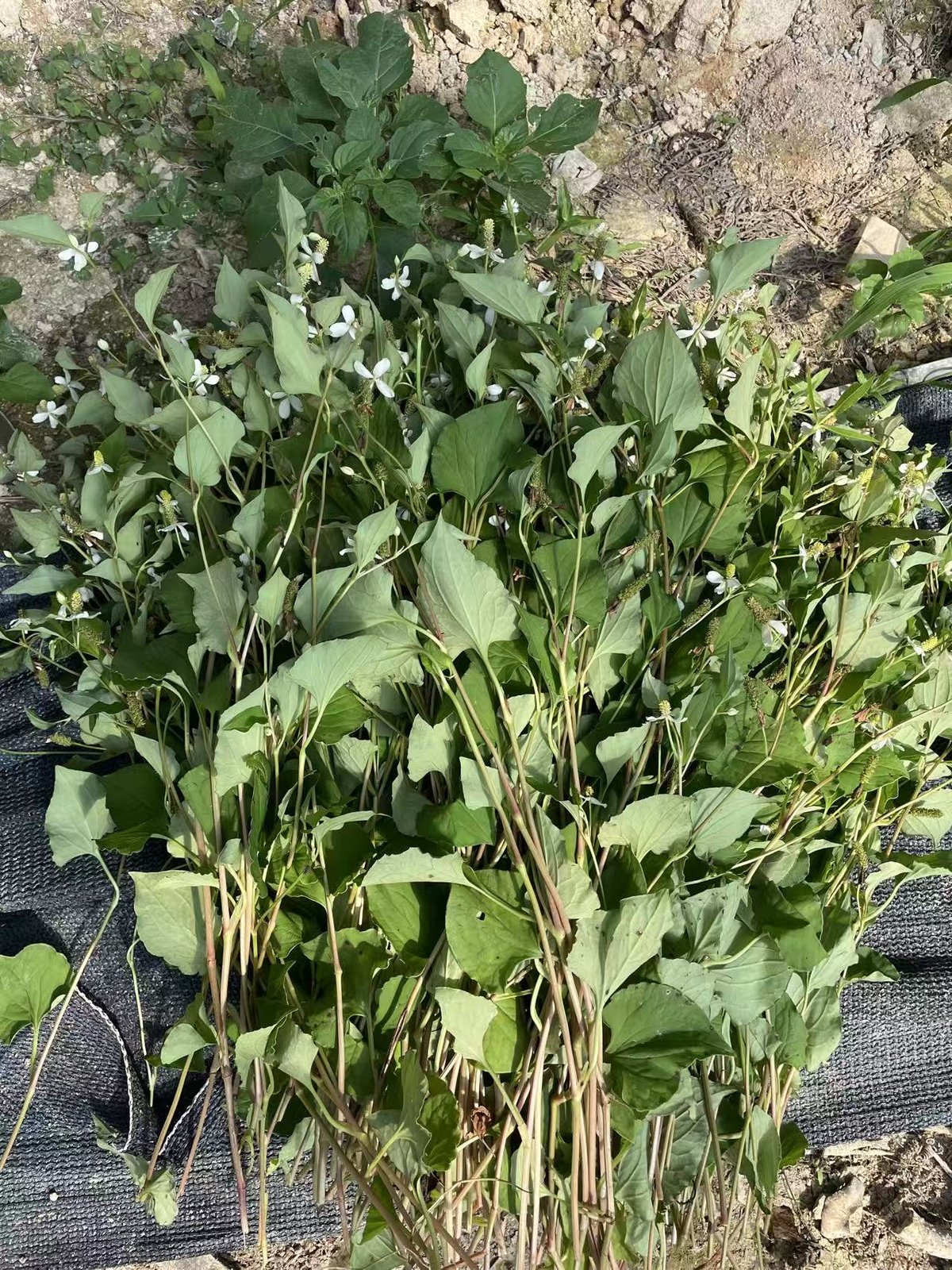 鱼腥草植株——福建屏南山泉水浇灌的新鲜鱼腥草