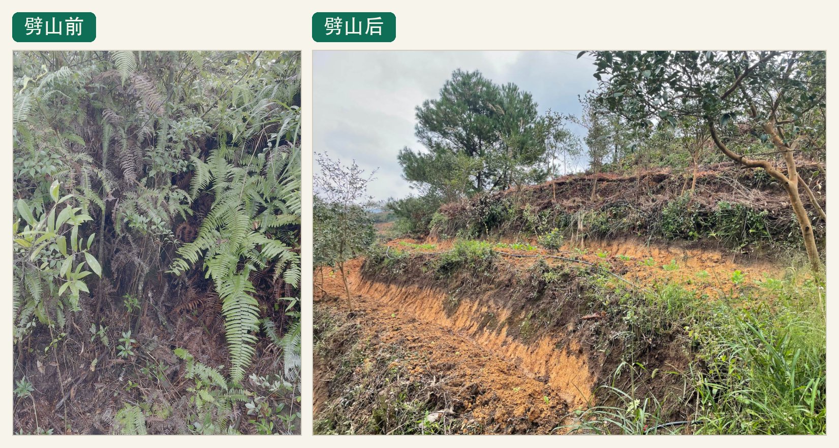 劈山前后对比：左为劈山前的芒萁丛林，右为劈山后新开出的垄